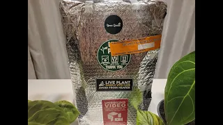 Unboxing Houseplant from Yume Garden (Indonesia) | RARE Philodendron, Anthurium, Aglaonema, Alocasia