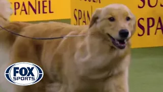 Meet the Sporting Group | WESTMINSTER DOG SHOW (2018) | FOX SPORTS