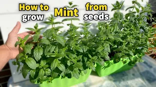 How to Grow Mint from Seeds at Home - Easy Step by Step