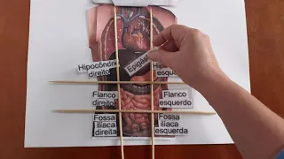 Abdomen dividido em 9 regiões