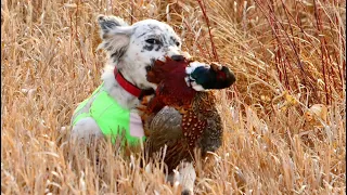 Beirl’s English setters.  Mason Frankee #englishsetter #birdhunting #huntingdog