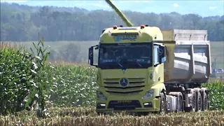 Siláž  kukuřice 2020 u Pasohlávek Farma Chrást