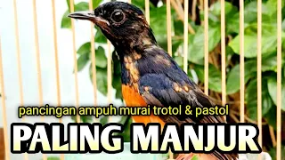 PANCINGAN MURAI TROTOL MEMANCING EMOSI MURAI BATU TROTOL DAN PASTOL BUNYI GACOR