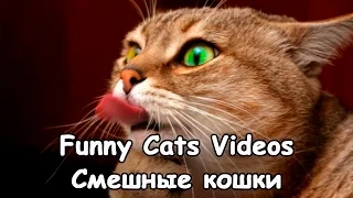 Funny Cats videos - Смешные кошки видео - Кошки приколы