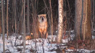 Fox Barking in Fairbanks, Alaska!