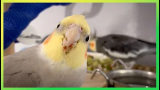 This Will Get Your Birds Attention | The Bird Sanctuary | 5hrs of Singing