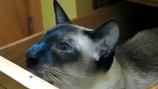 Siamese cat talks while sitting in a drawer