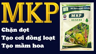 MKP là gì? | MKP chặn đọt, tạo mầm & tạo cơi đồng loạt | MKP xài cho cây trồng nào?