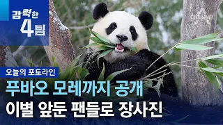 푸바오 모레까지 공개…이별 앞둔 팬들로 장사진 | 강력한 4팀