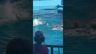 Part 4 dolphin show a bond with dolphin