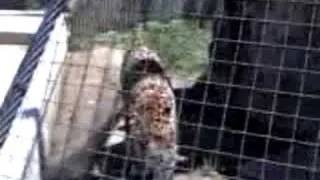 Amur Leopard, St. Louis Zoo