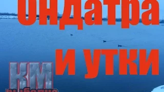 Ондатра и утки