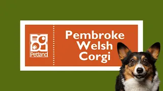 Pembroke Welsh Corgi Fun Facts