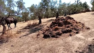 El Kongo haciendo su trabajo, poco más y mi hermano Jesús Manuel se queda sin caballo