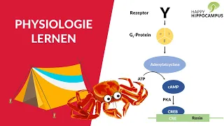 Physiologie lernen ganz easy: So merkst du dir langfristig Signalwege mit der Geschichtenmethode!