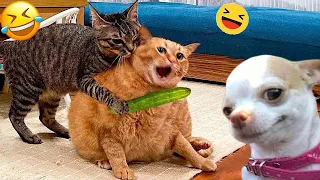 Cats are more affectionate than you might think 😹 1 hour of FUNNY Pet Fails 🤣
