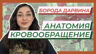 Анатомия — Круги кровообращения