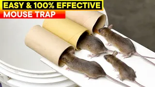 Best and Easy Mouse Trap Bucket | Rat Trap Homemade | DIY Mouse Trap