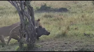 2 female lions kills warthog in Masai Mara Kenya.