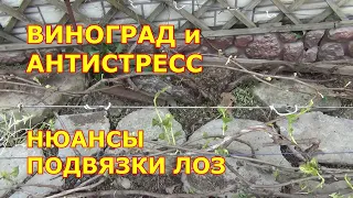 АНТИСТРЕСС для ВИНОГРАДА. НЮАНСЫ ПОДВЯЗКИ ЛОЗ