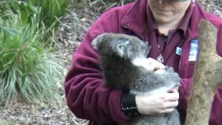 CUTE Baby Koala at Healesville Animal Sanctuary