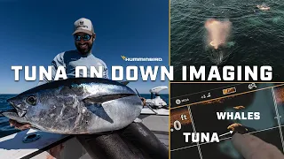 Finding Bluefin Tuna Around Whales with Sonar | Tuna Fishing