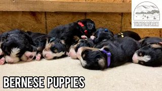 Bernese Mountain Dog Puppies | Week 2