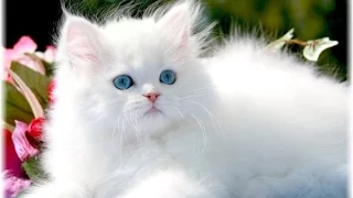 قطط جميلة ستدهشك بجمالها funny cats