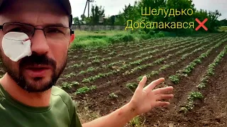 Знову печаль-біда,получив😭❌️Сапання🥔10 соток 10 хв🔥‼️Метот боротьби з бур'янами міні 🚜Кубота+Диски❌️