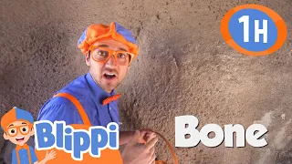 Blippi Visits Dinosaur Exhibition to Learn About Fossils - @Blippi