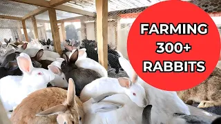 Unveiling the Rabbit Haven: Farm Tour Adventure - Part 1