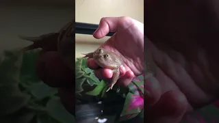 This is Pancake the Budgetts frog 🐸