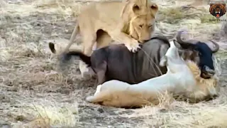 Lion Hunt  Lions Tear Off And Eat Testicles Of A Still Alive Wildebeest   Лев Охотится Львы Отрывают