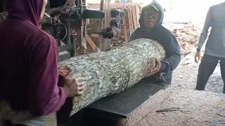 waw untung meledak order kayu mahoni di papan