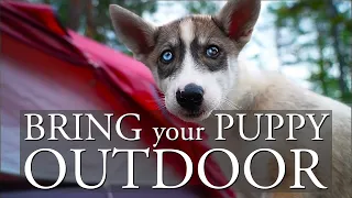 HOW FAR CAN YOU WALK WITH A HUSKY PUPPY? | Siberian Husky Puppy OUTDOOR CAMPING for the FIRST TIME