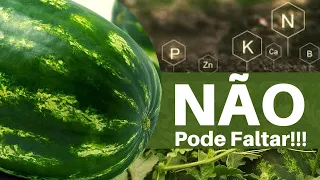 ADUBAÇÂO de melancia??? Os nutrientes INDISPENSAVEIS na fase de enchimento da fruta.