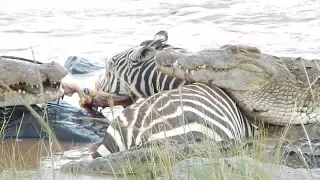 Huge Crocodile Rips Zebra Face Off!