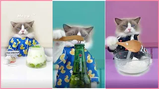 Colors Cats make food 2023   Best Of That Little Puff Tiktok Compilation #29