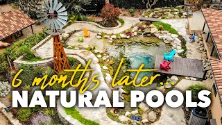 6 Months Later *NATURAL POOLS* Using Biological Filtration - Aquascape Recreation Swim Ponds