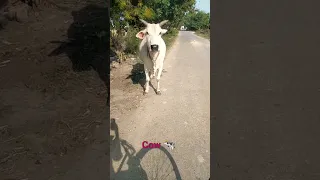 Cow Video 🐄🐄🐄 Beautiful Desi Cow 😍😍😍 #shorts #cute #cow