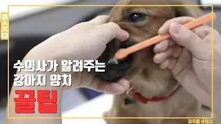 강아지 양치로 고생했던 사람들! 영상 보고갑시다! [애견케어현실조언]