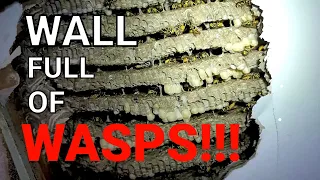 MASSIVE Yellow Jackets Nest INFESTATION in Bedroom Wall | Wasp Nest Removal