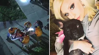 Lady Gaga's dog walker shot and dogs stolen in Hollywood dognapping