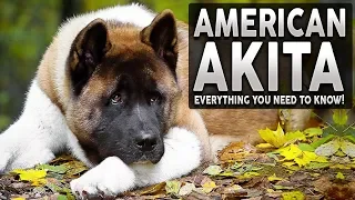 AKITA 101! Everything You Need To Know About The AMERICAN AKITA!
