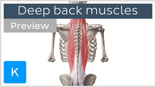 Deep muscles of the back: attachments, innervation and functions (preview) - Human Anatomy | Kenhub