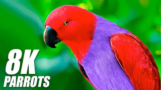 Amazing Parrots Special Collection in 8K HDR 60FPS VIDEO ULTRA HD