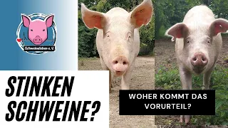 Stinken Schweine? Schweineleben e. V. antwortet.