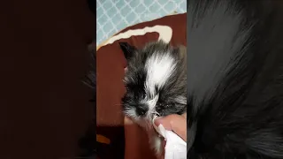 TWO MONTHS OLD SHIH-TZU eyes cleaning...