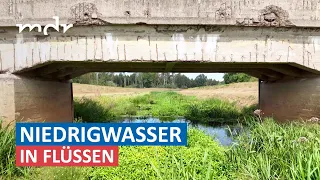 Austrocknende Flüsse: Die Folgen sind alarmierend | Umschau | MDR