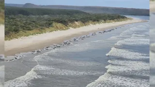 Тела 230 китов обнаружили на берегу штата Тасмания